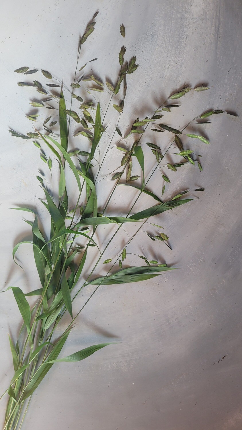 Chasmanthium latifolium