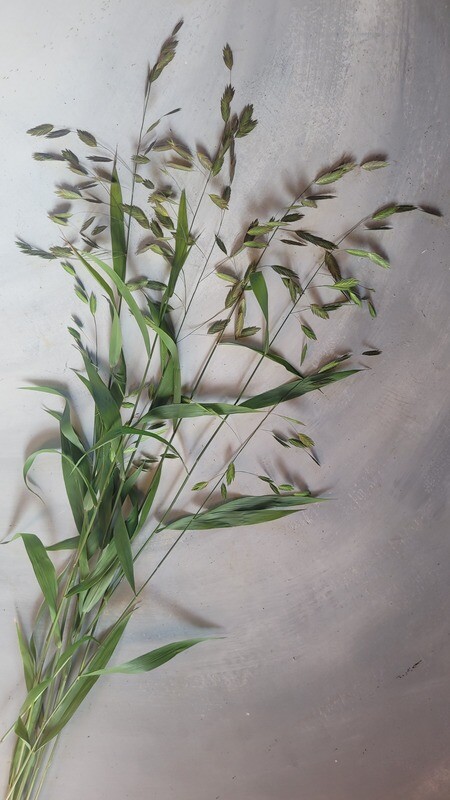 Chasmanthium latifolium