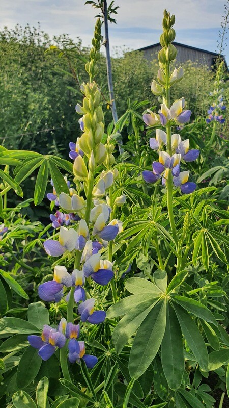 Lupinus cruckshankii &#39;Sunrise&#39;
