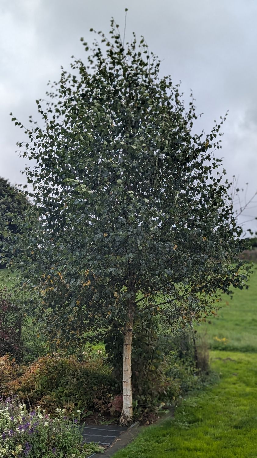 Betula Pendula - Silver Birch