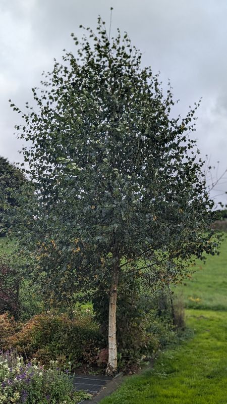 Siver Birch