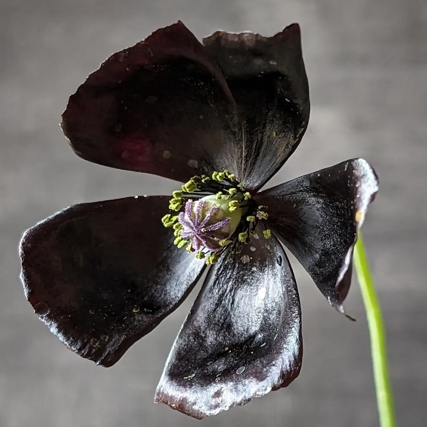 Papaver macrostomum &#39;Black Magic&#39;