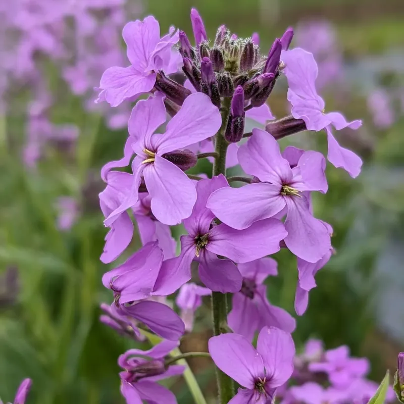 Hesperis matronalis Lilac
