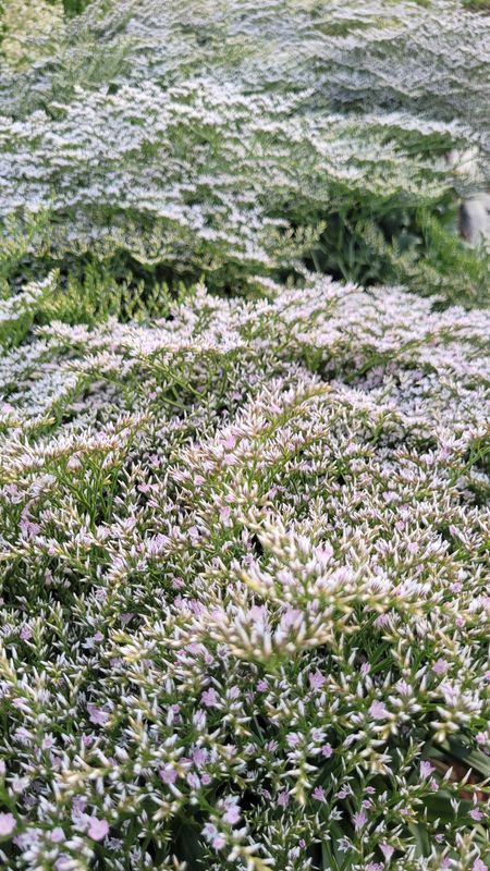 Limonium collinum