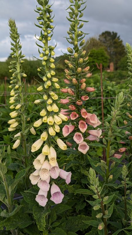 Black Shed Foxglove Mix