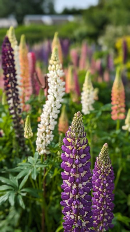 Black Shed Lupin Mix