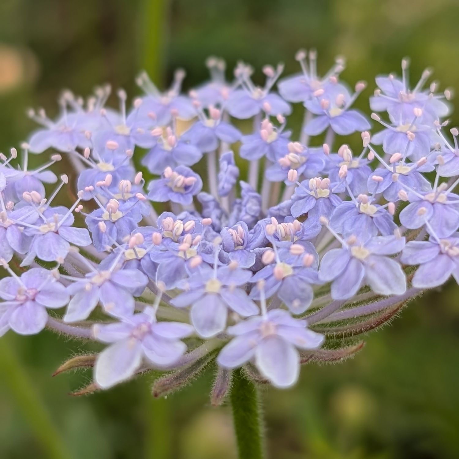 Didiscus caerulea