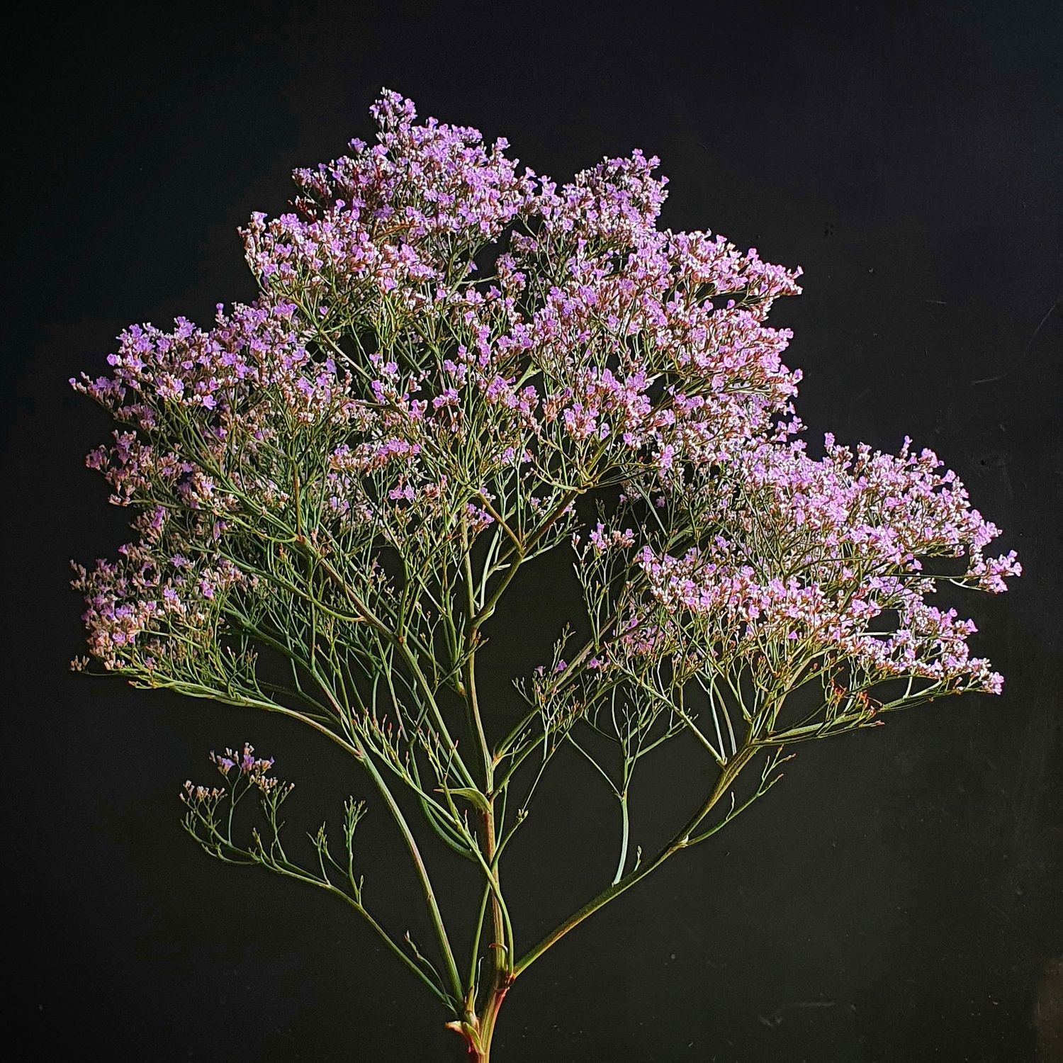 Limonium gmelini