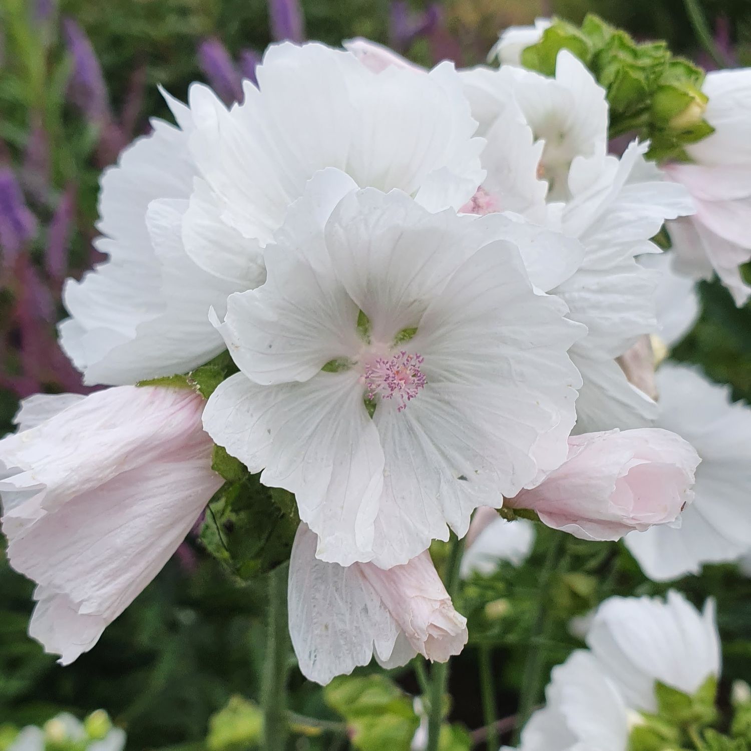 Malva moschata White