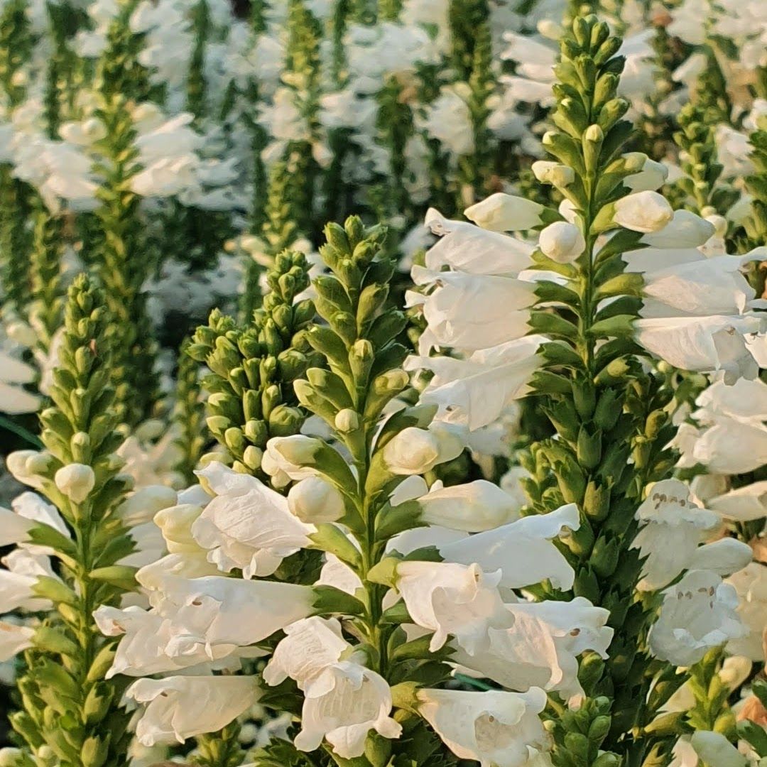 Physostegia virginiana &#39;Alba&#39;