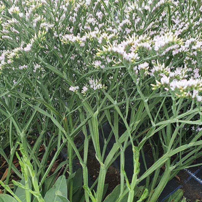 Limonium tartaricum