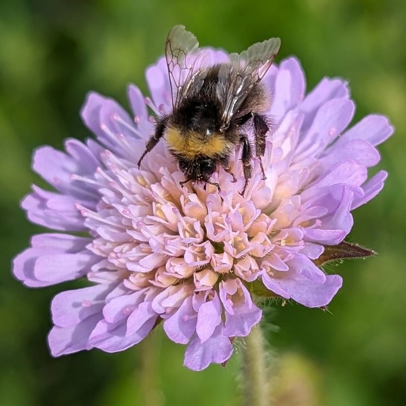 Knautia arvensis