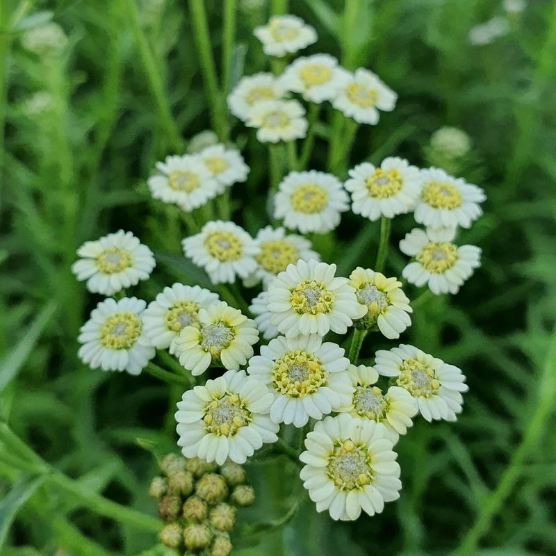 Achillea ageratum