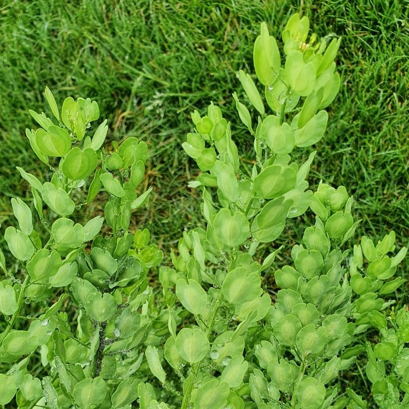 Thlaspi arvensis