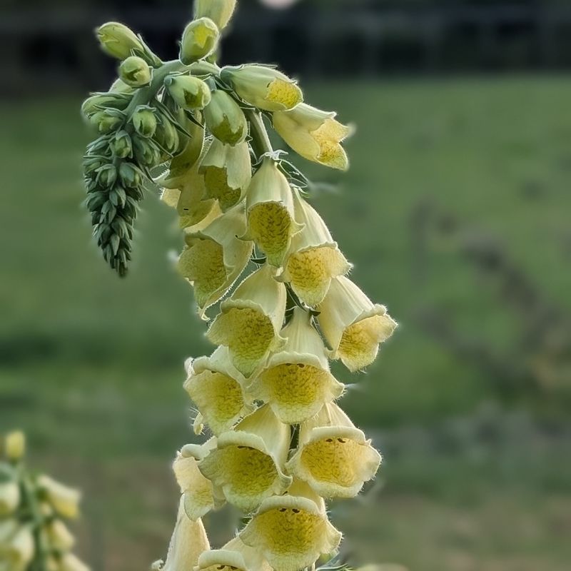 Digitalis grandiflora