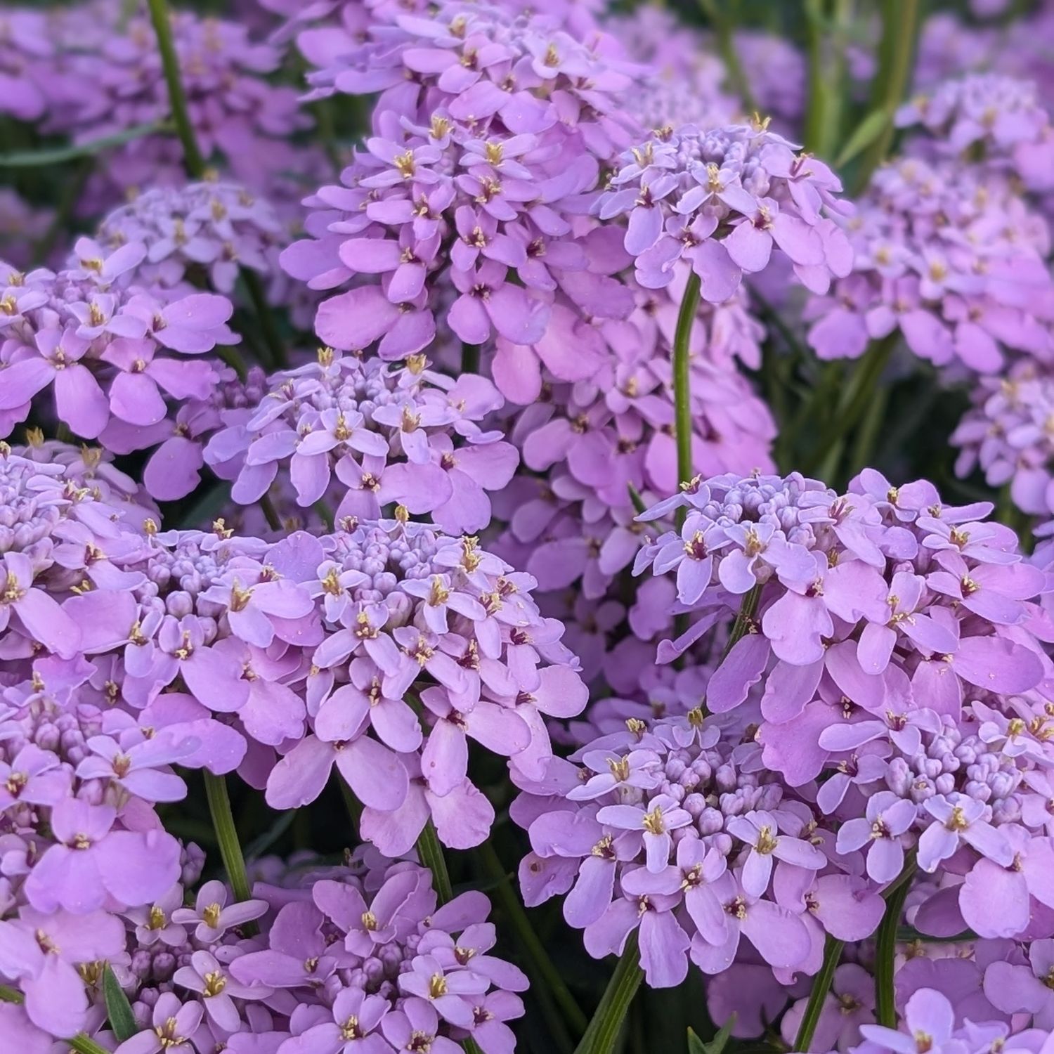 Iberis Lilac
