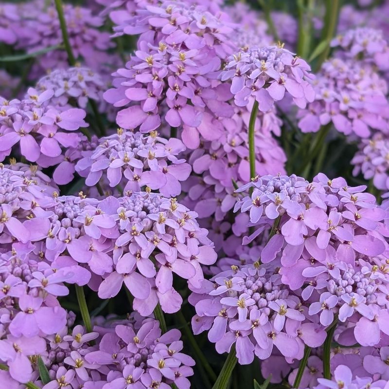 Iberis Lilac