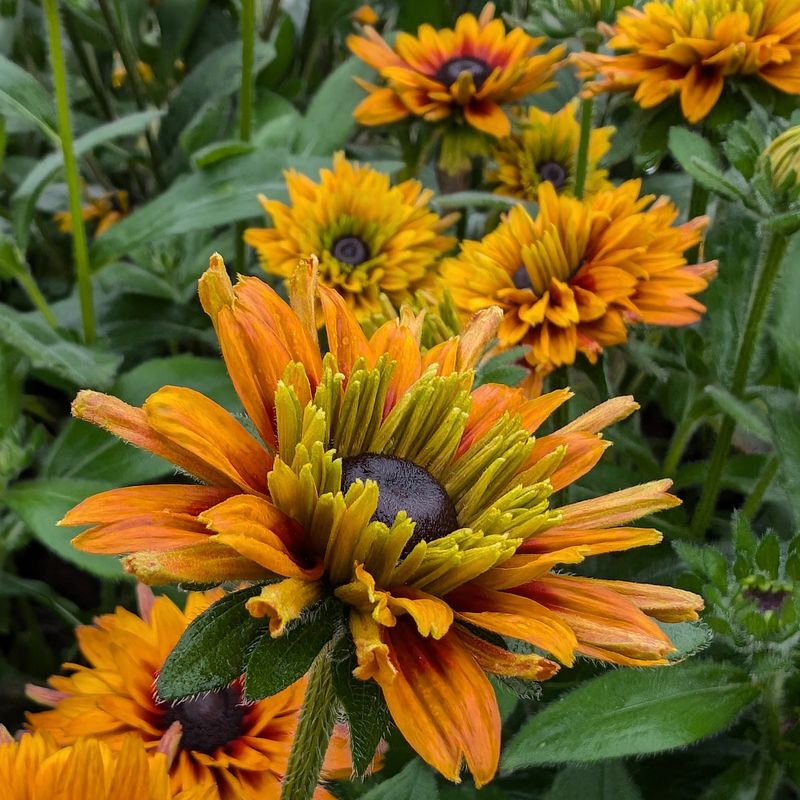 Black Shed Rudbeckia Mix