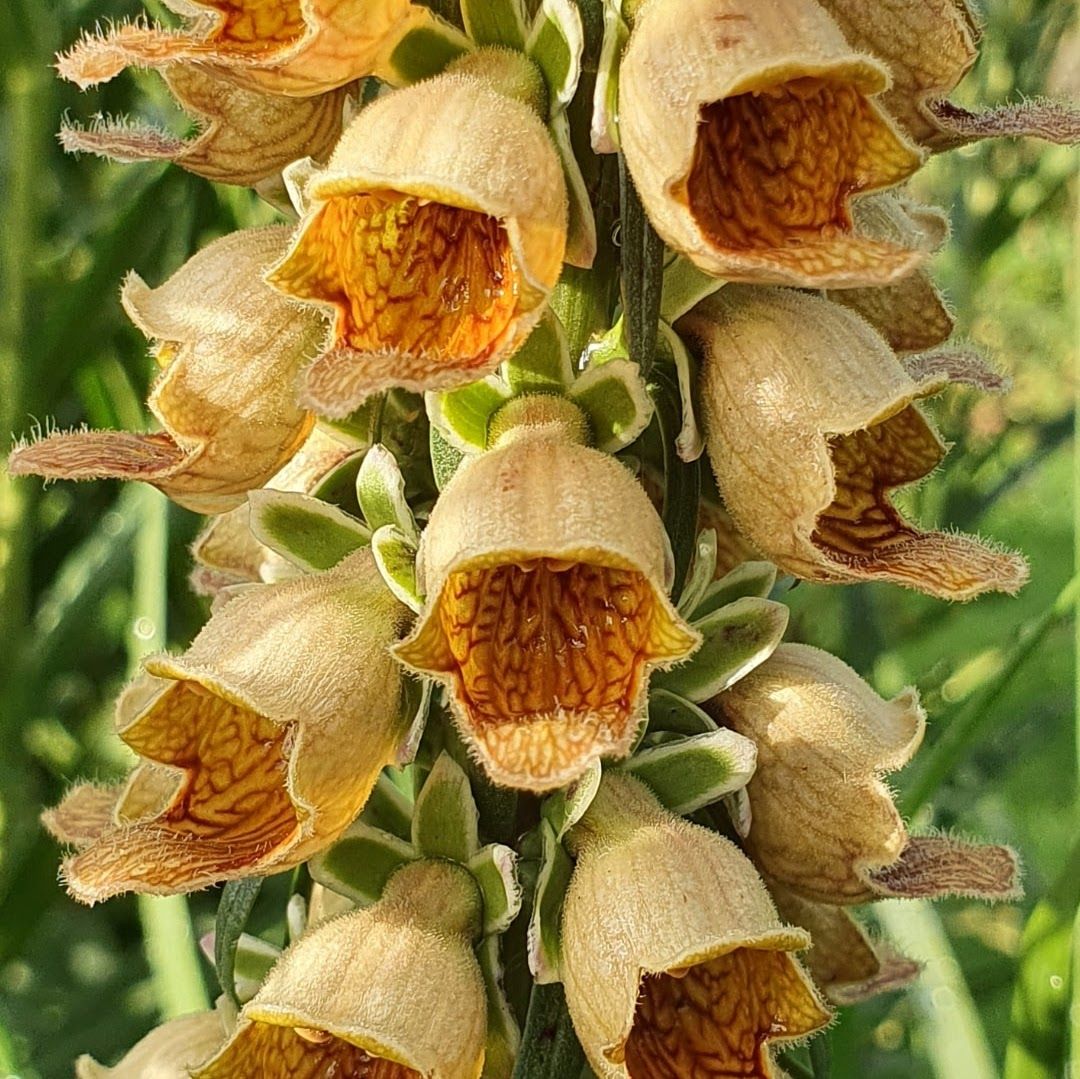 Digitalis ferruginea