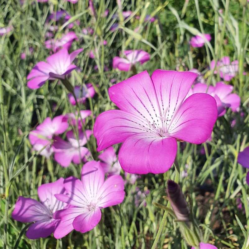 Agrostemma githago