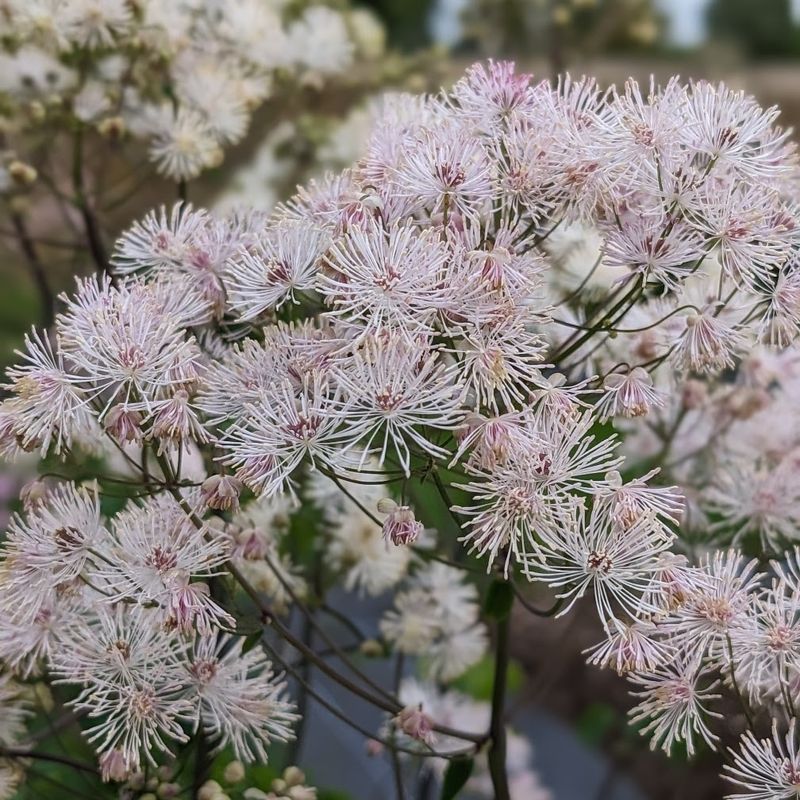 Thalictrum aquilegifolium