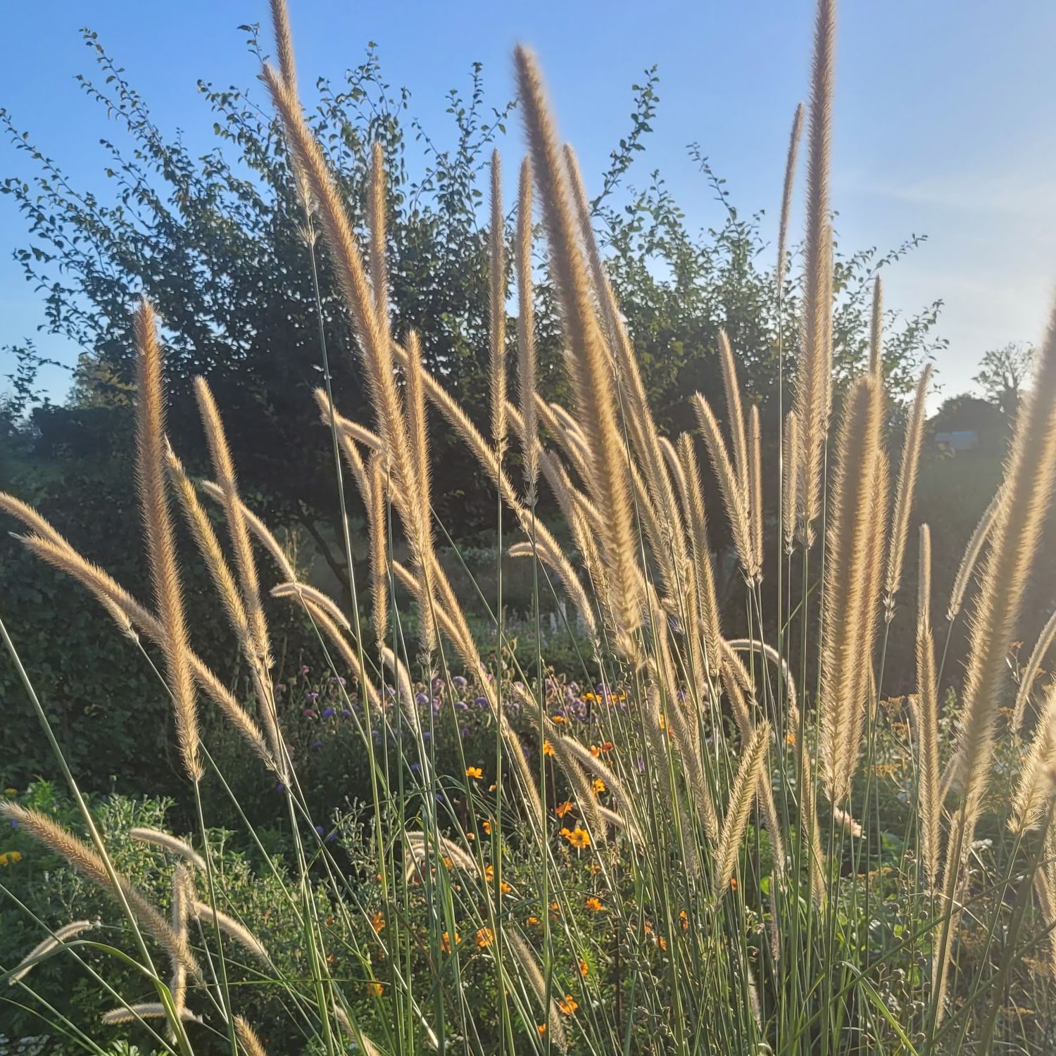 Pennisetum macrourum