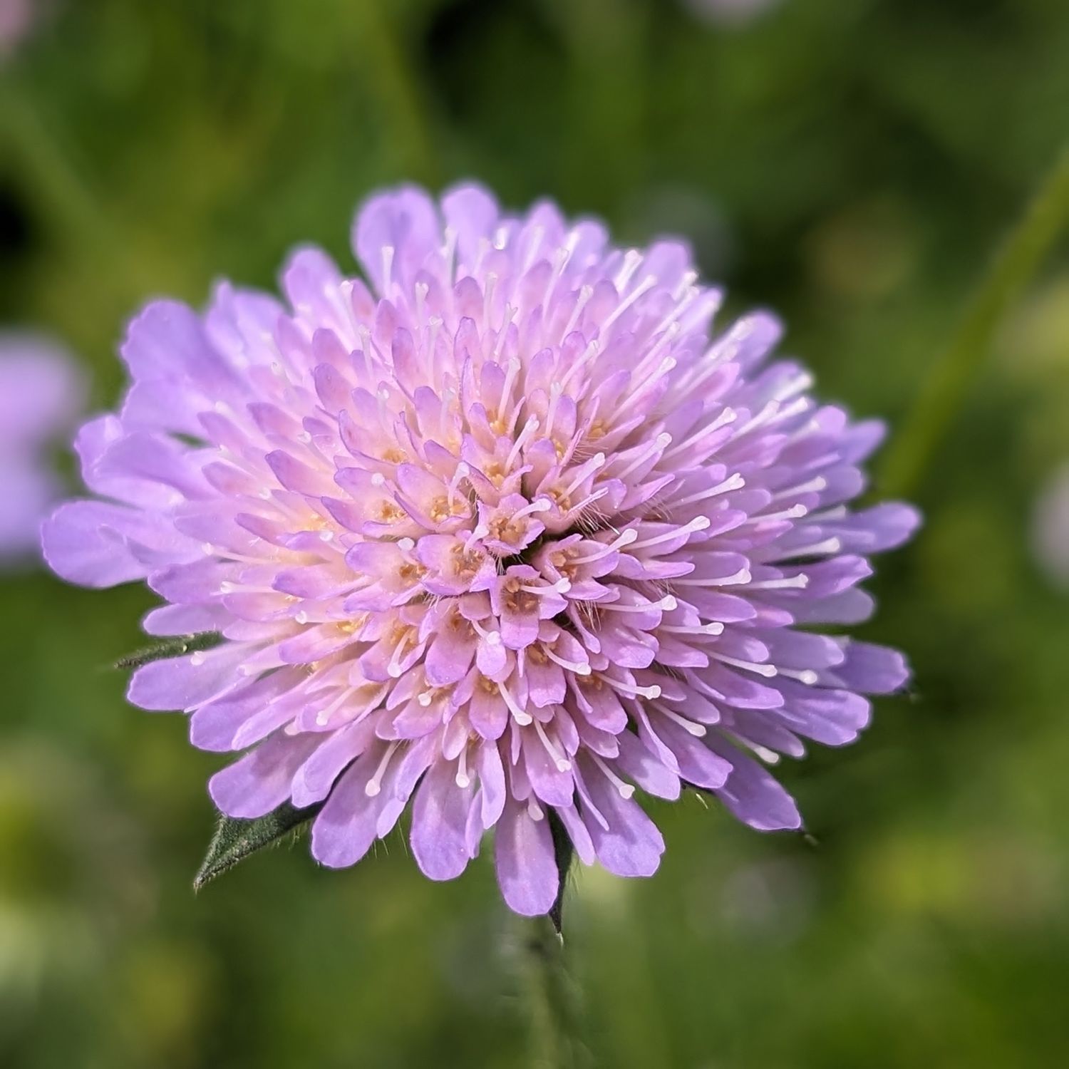 Knautia macedonica Lilac and Blue