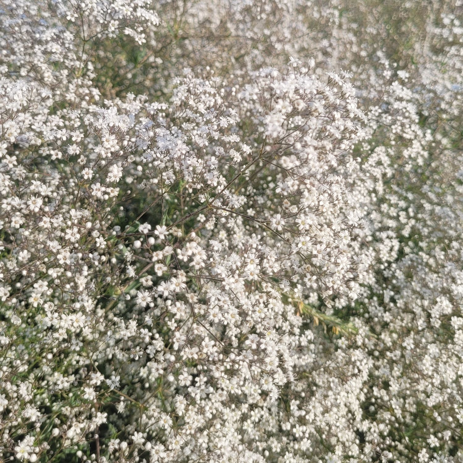 Gypsophila paniculata