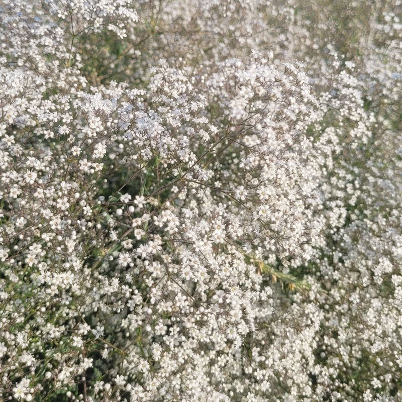 Gypsophila paniculata