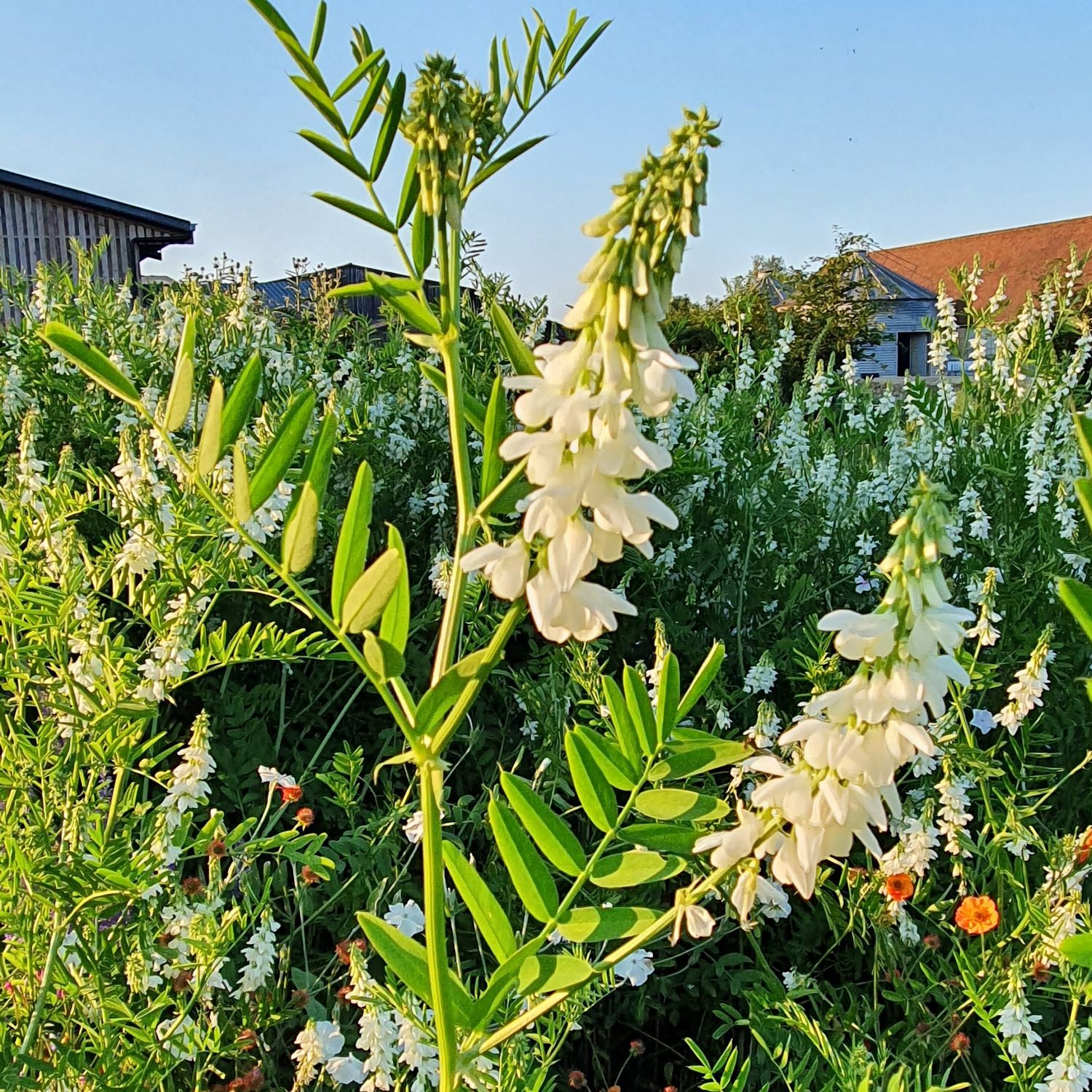 Galega officionalis Alba