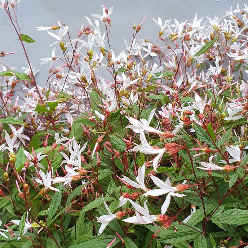 Gillenia trifoliata