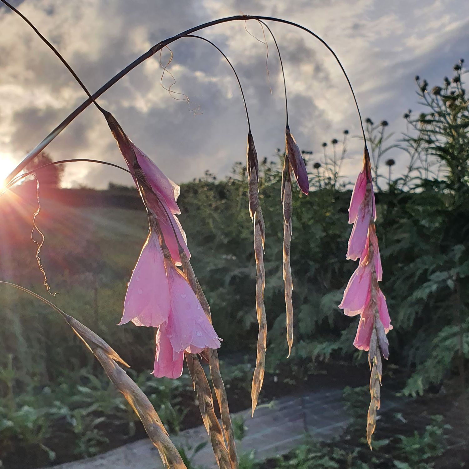 Dierama pulcherrimum