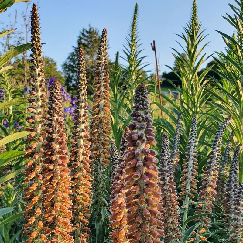 Digitalis parviflora