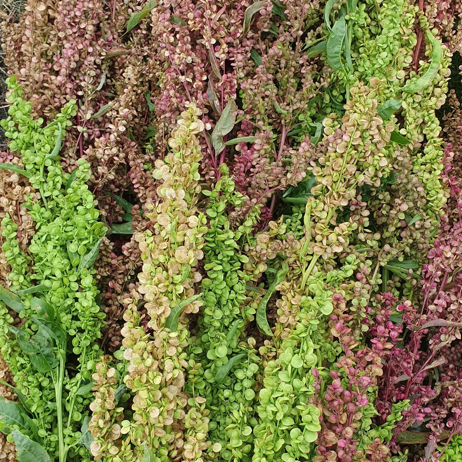 Atriplex hortensis