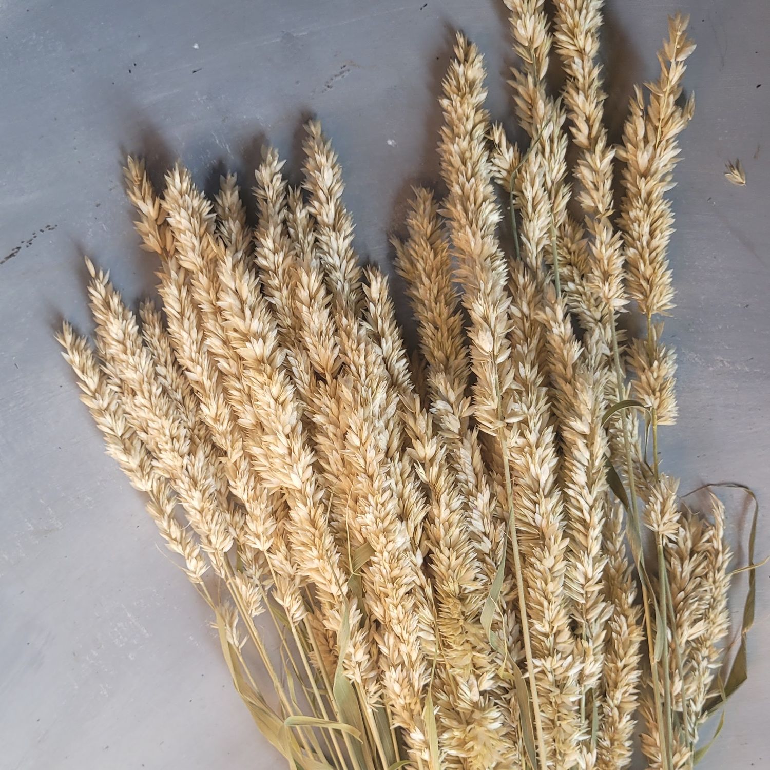 Melica atropurpurea var. alba