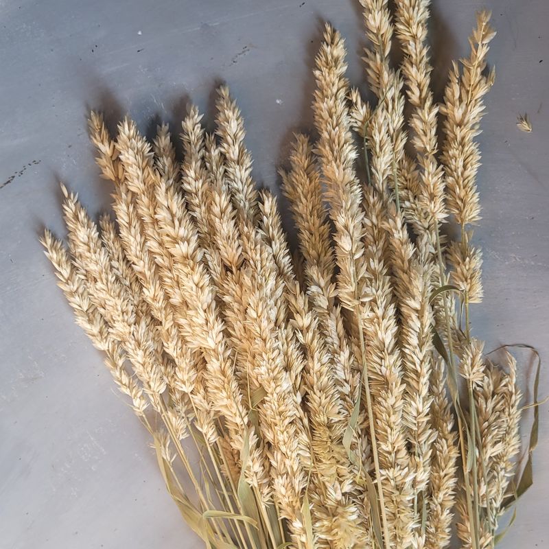 Melica atropurpurea var. alba