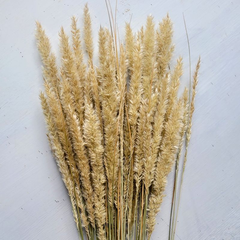 Melica ciliata