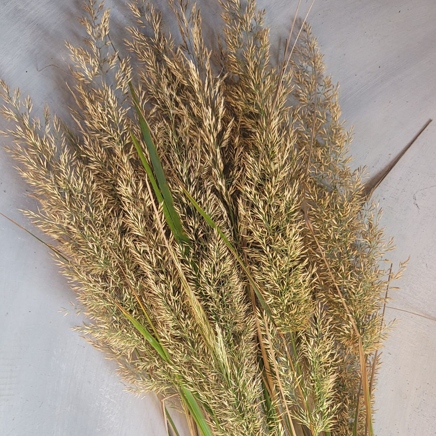 Calamagrostis bracytricha