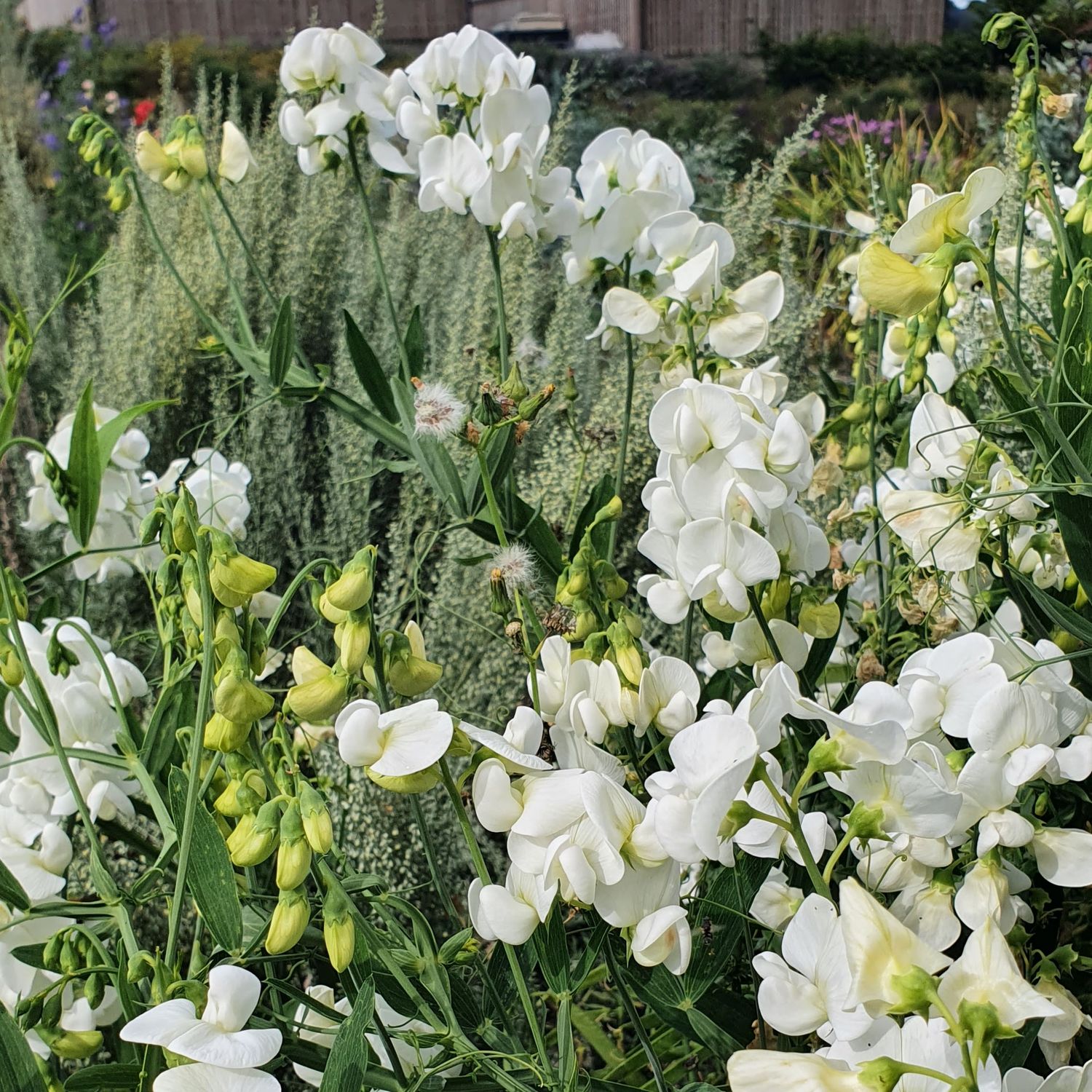 Lathyrus latifolius Alba