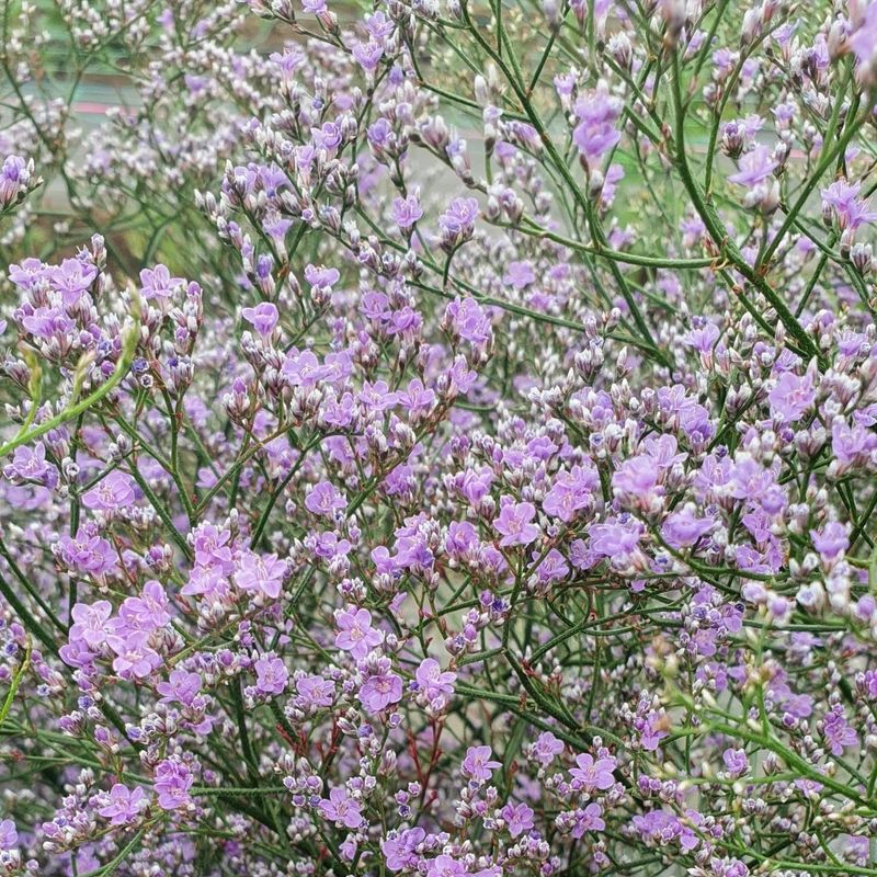 Limonium platyphyllum