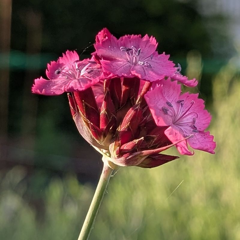 Dianthus carthusianorum
