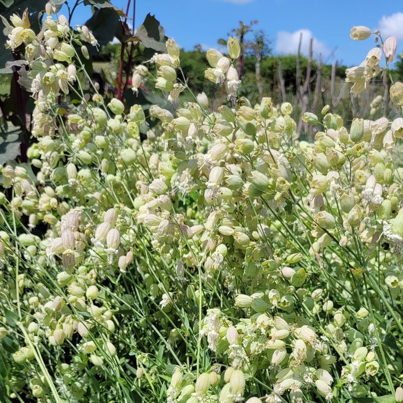 Silene vulgaris
