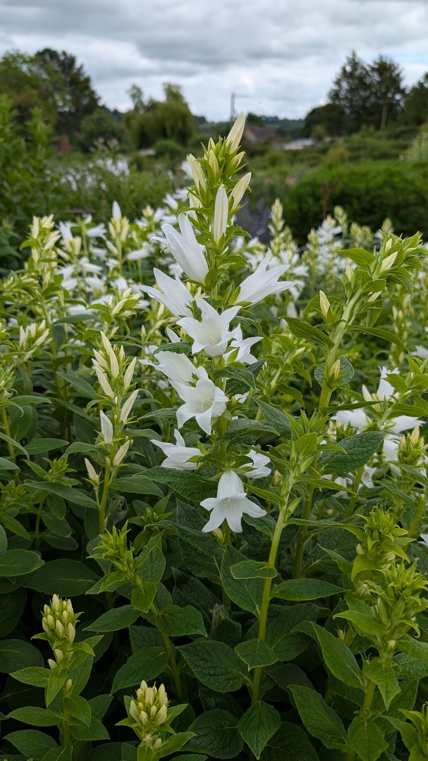 Campanula latifolia alba