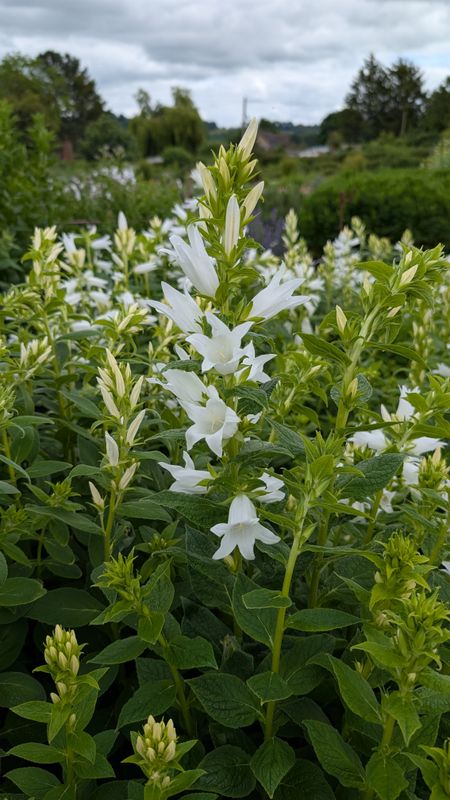 Campanula latifolia alba