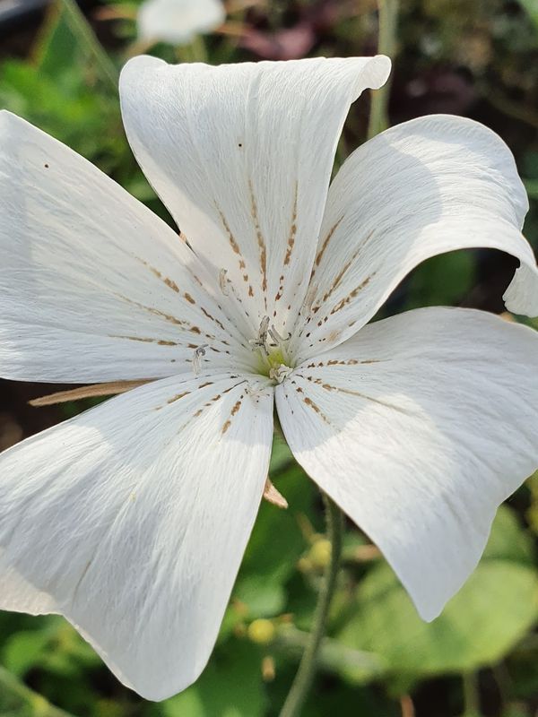 Agrostemma githago White