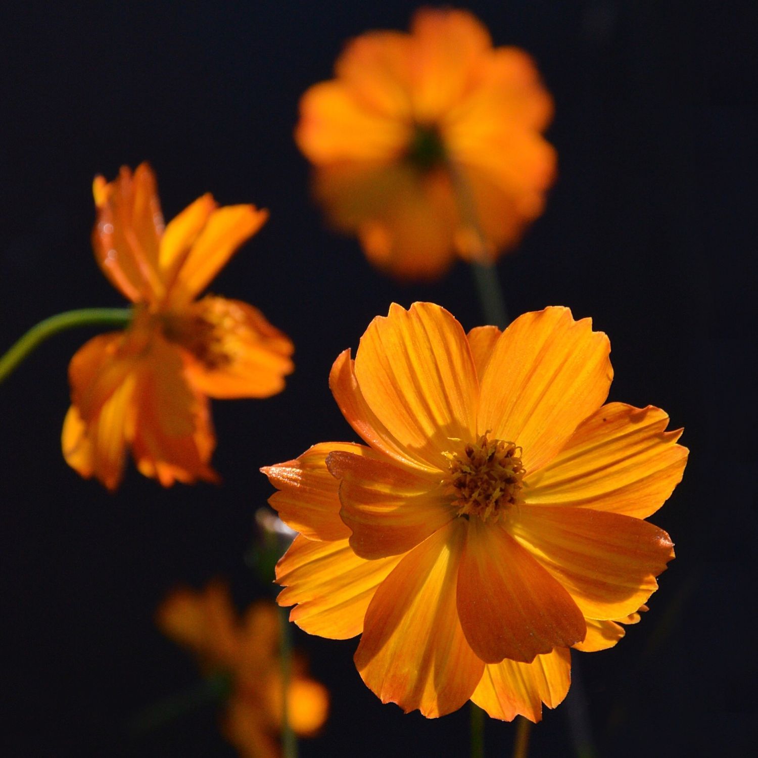 Cosmos sulphureus