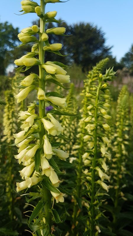Digitalis lutea