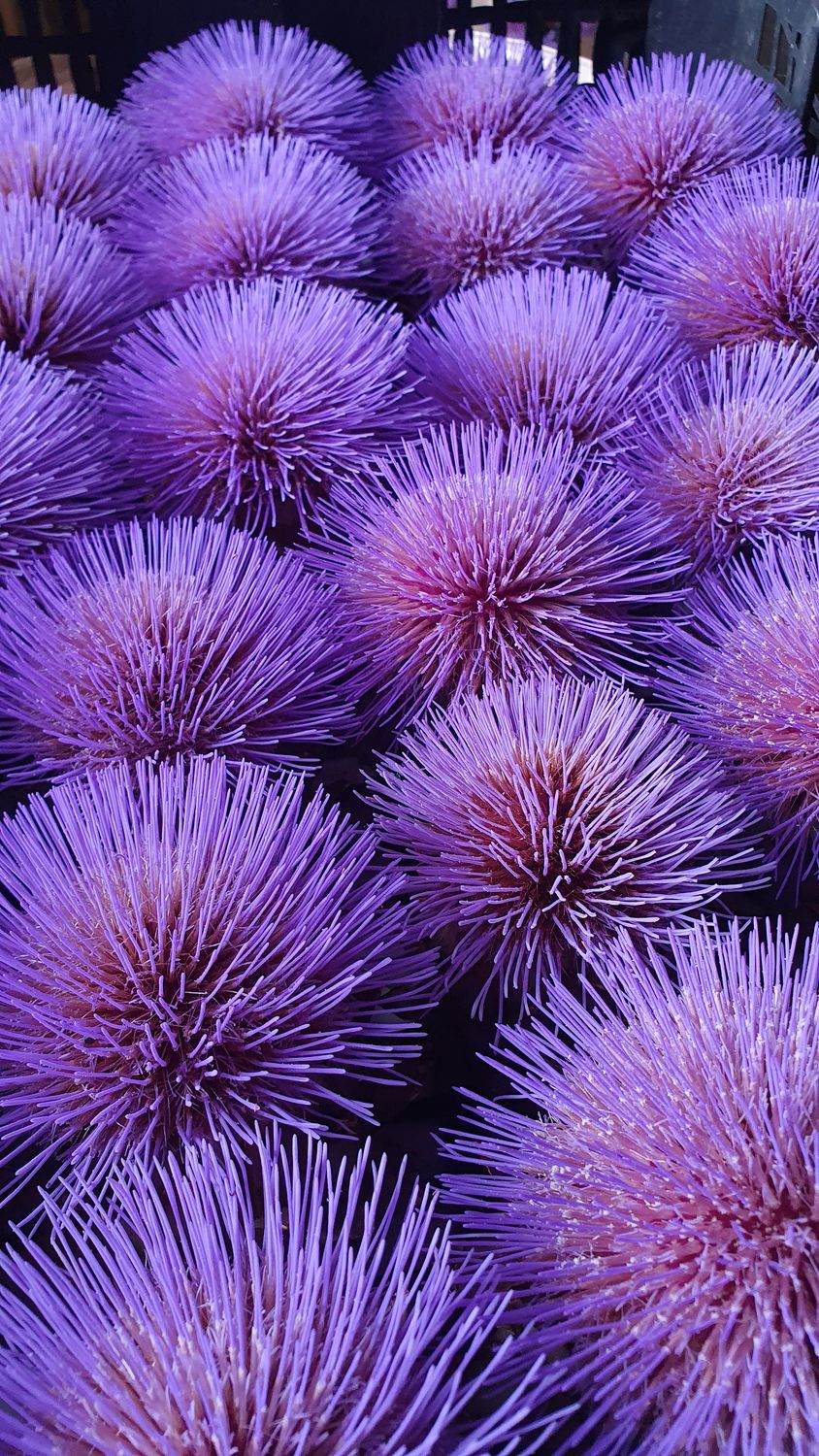 Cynara cardunculus - Cardoon