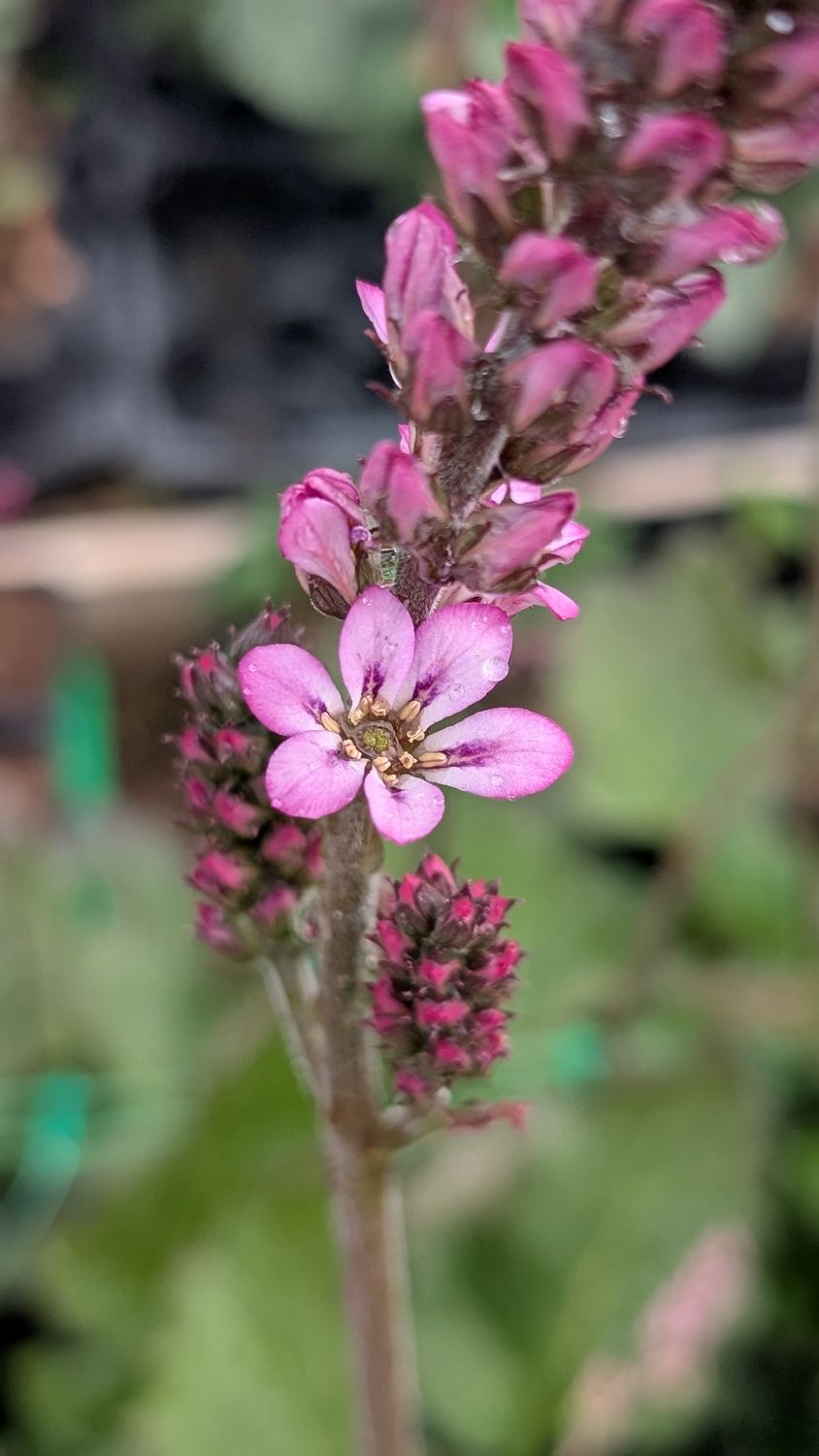Francoa sonchifolia