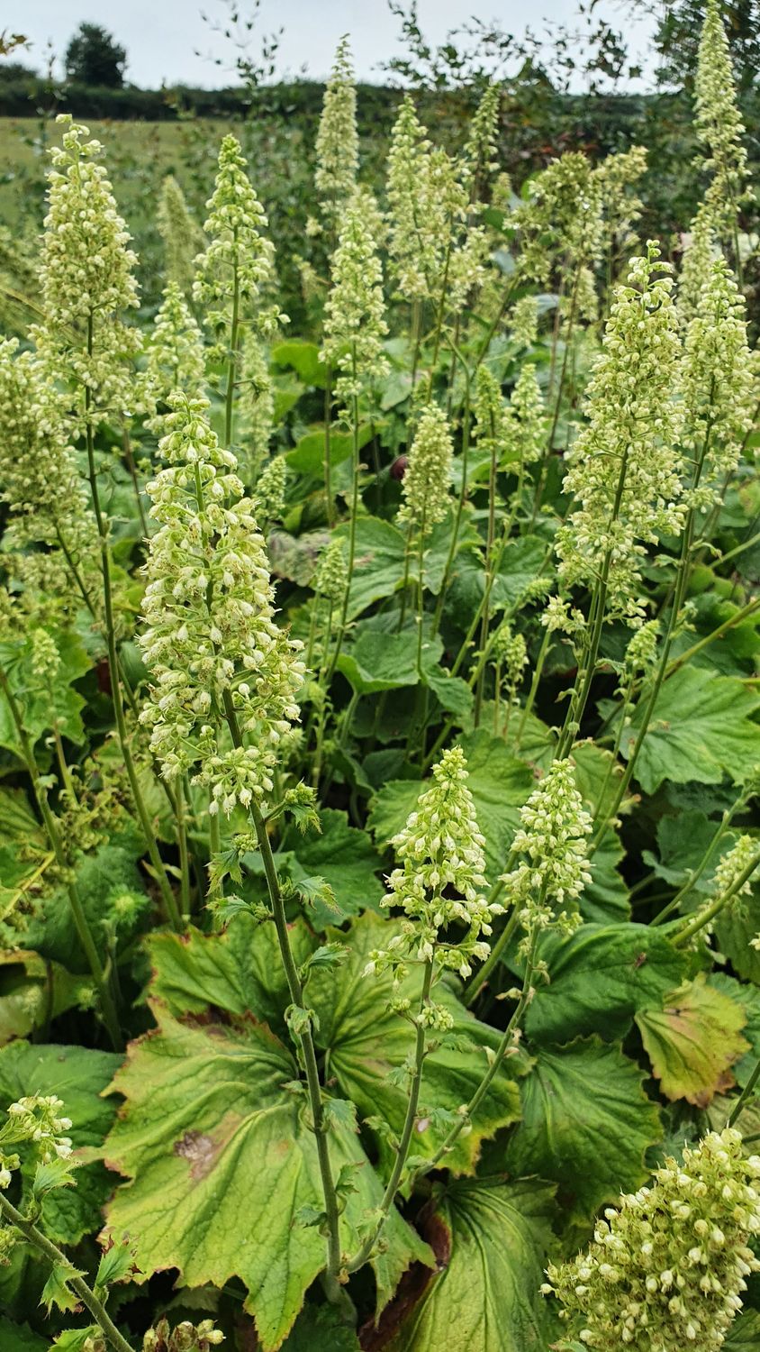 Heuchera villosa var. macrorrhiza